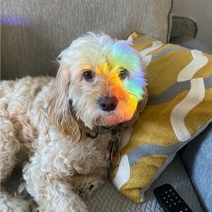 Meet your Posher, Anxhela